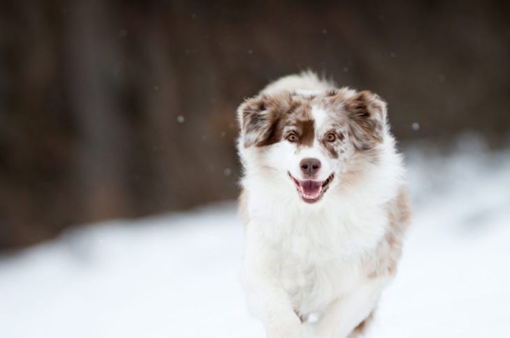 What Are the Pros and Cons of an Australian Shepherd?