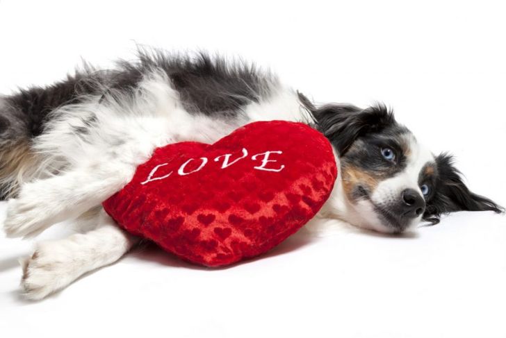 What Are the Pros and Cons of an Australian Shepherd?
