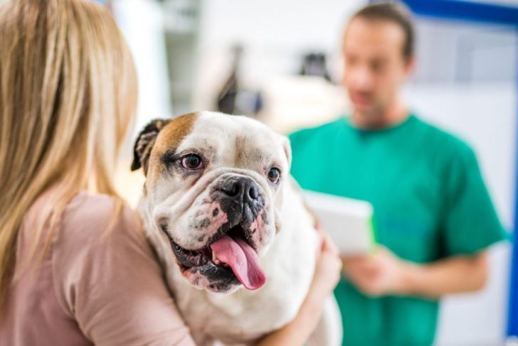 What are the Signs of Bloat in Dogs?