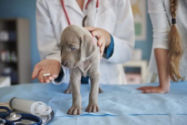 What Are The Symptoms Of Hookworms In Dogs?