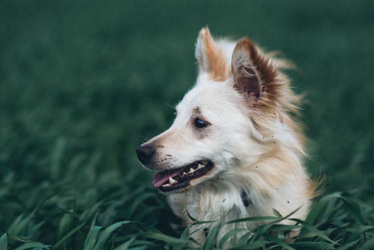 What Are The Symptoms Of Hookworms In Dogs?
