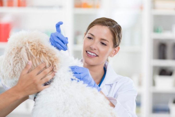 What are the Symptoms of Rabies in Dogs?