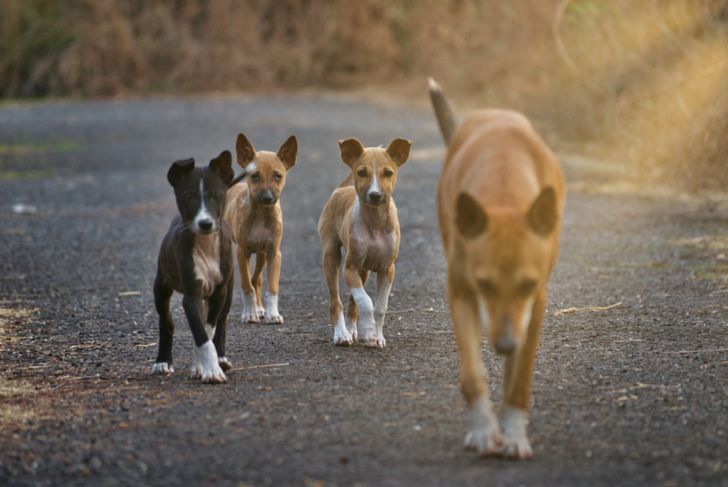 What are the Symptoms of Rabies in Dogs?