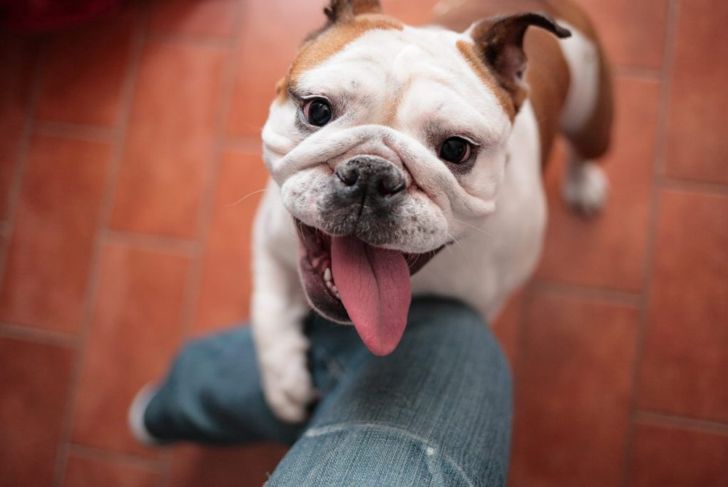 What Do I Need to Know About Owning a Bulldog?