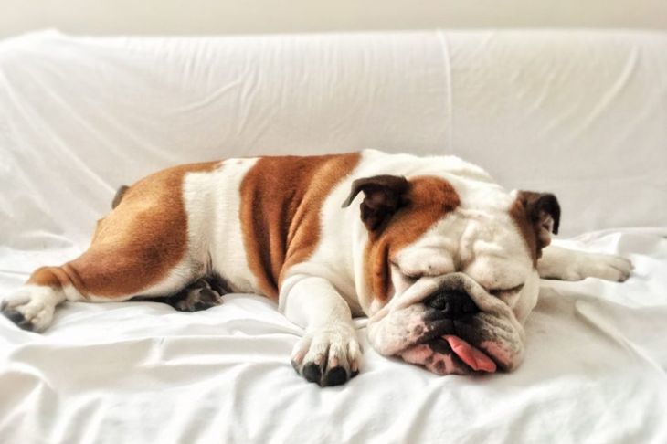What Do I Need to Know About Owning a Bulldog?