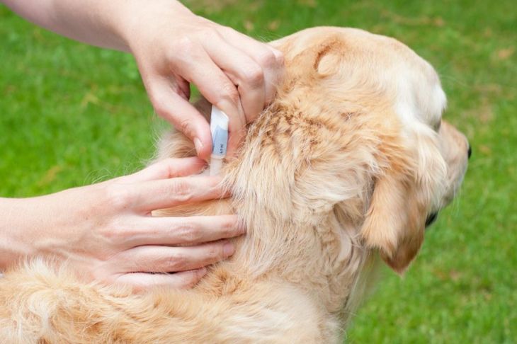 What Do I Need To Know About Tapeworms and My Dog?