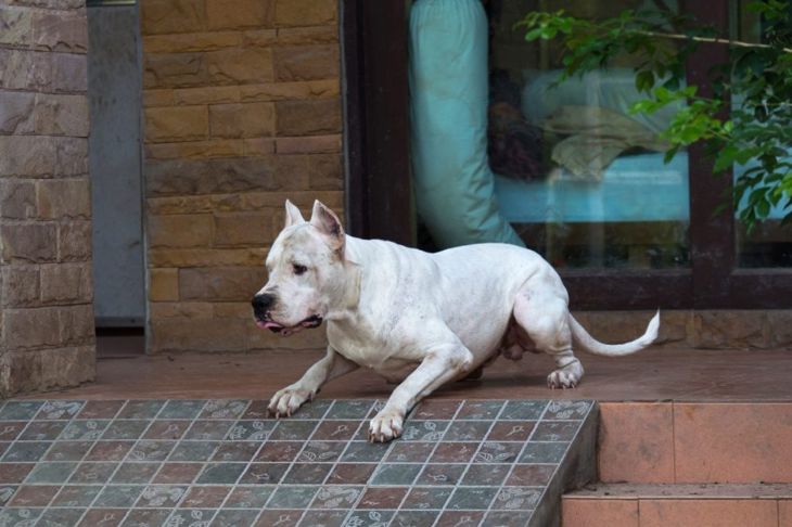 What do You Need to Know Before Buying a Dogo Argentino?