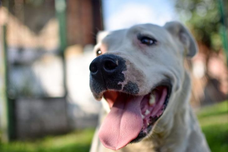 What do You Need to Know Before Buying a Dogo Argentino?