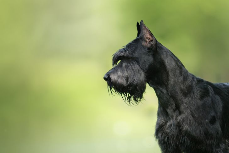 What Do You Need to Know Before Getting a Giant Schnauzer?