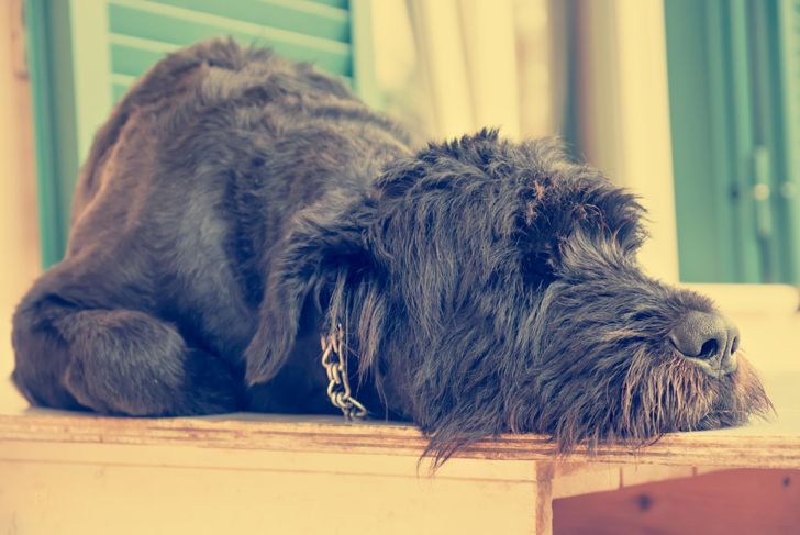What Do You Need to Know Before Getting a Giant Schnauzer?