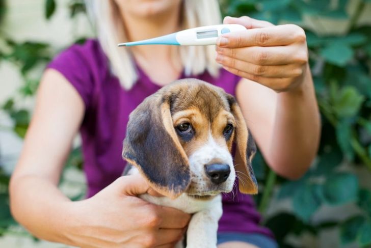 What Does a Fever Mean In Dogs?