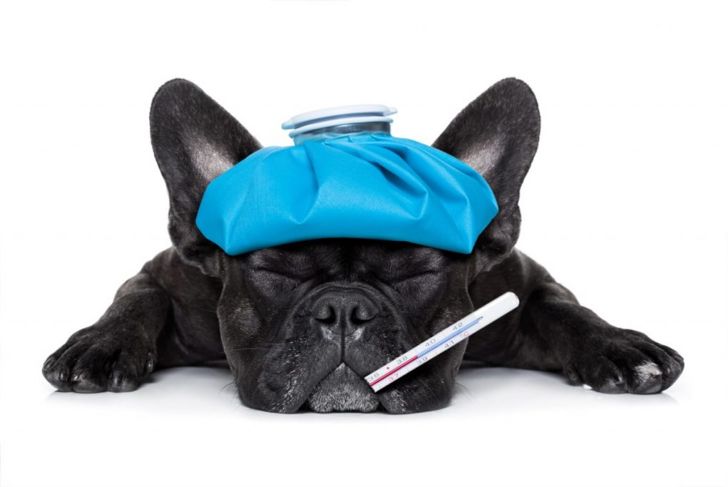 What Does a Fever Mean In Dogs?
