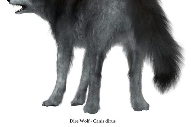 What Is A Dire Wolf? Dire Wolf Facts