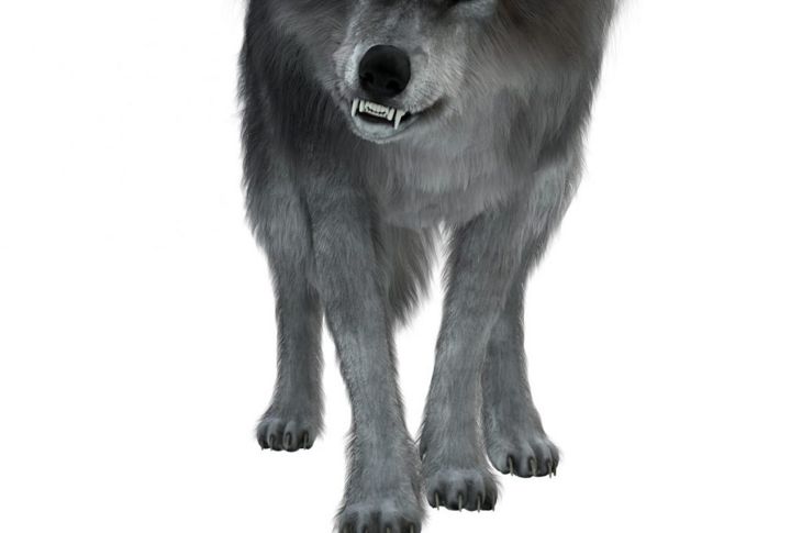 What Is A Dire Wolf? Dire Wolf Facts