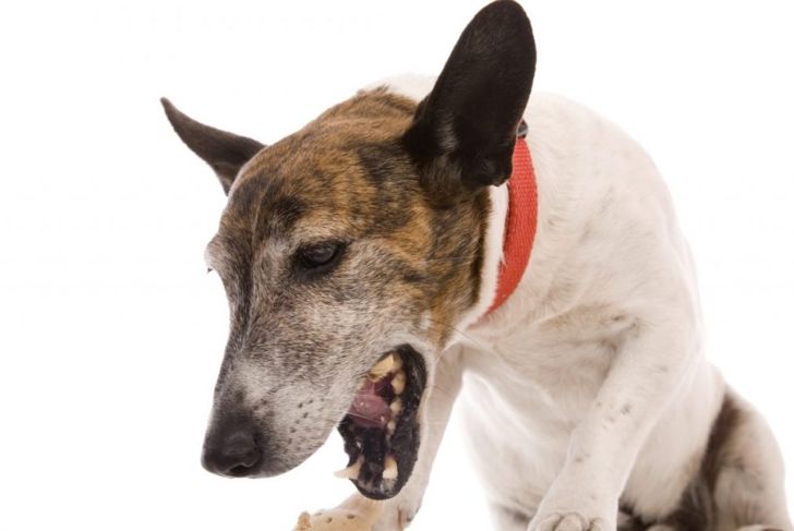 What is Canine Distemper?