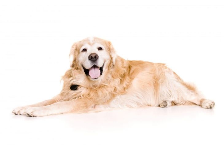What is Cushing's Disease in Dogs?