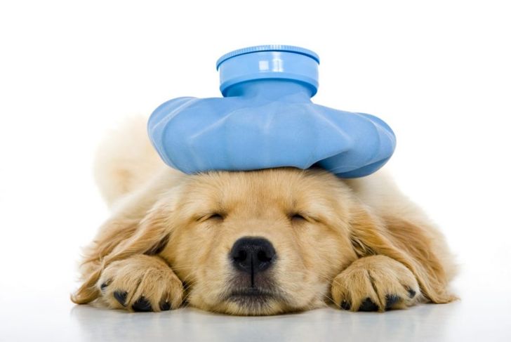 What is Heat Stroke in Dogs and How is It Treated?