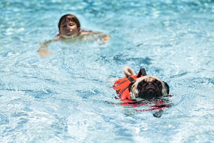 What is Heat Stroke in Dogs and How is It Treated?
