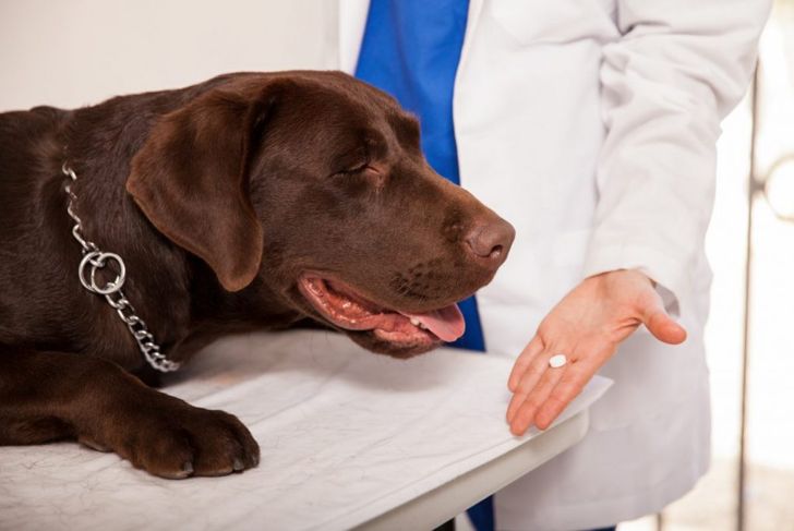 What Is Hemorrhagic Gastroenteritis in Dogs?