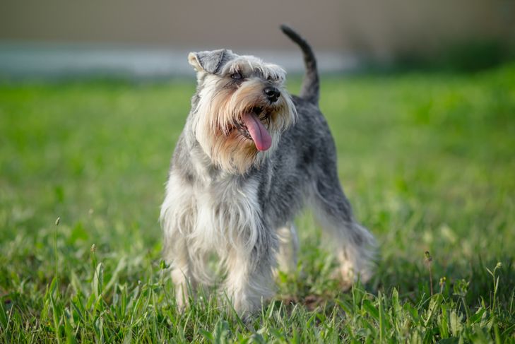 What Is Hemorrhagic Gastroenteritis in Dogs?