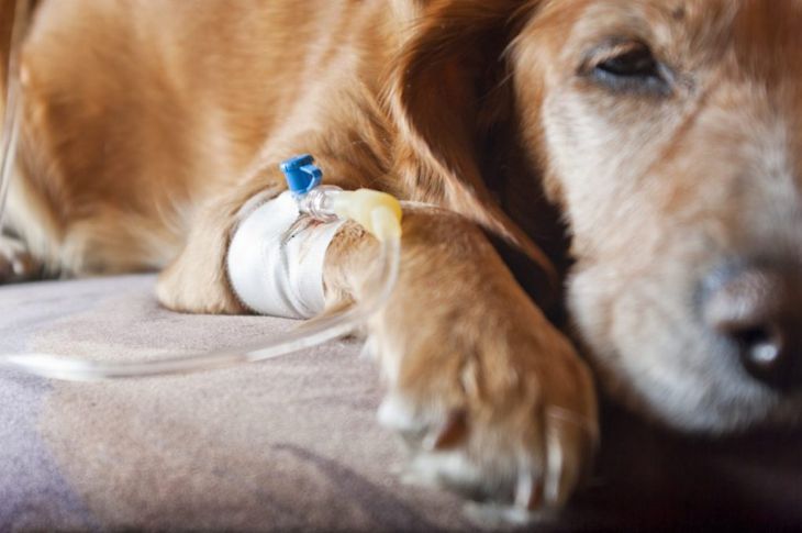 What is Leptospirosis in Dogs?