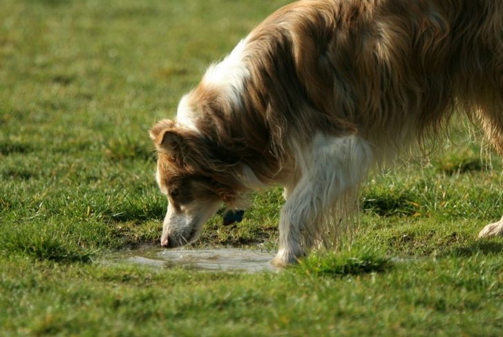 What is Leptospirosis in Dogs?