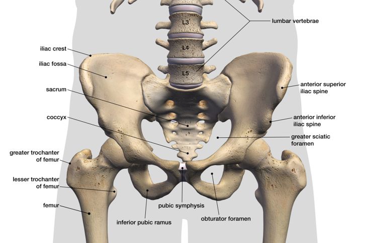 What is "Lightning Crotch" (Symphysis Pubis Pain)?