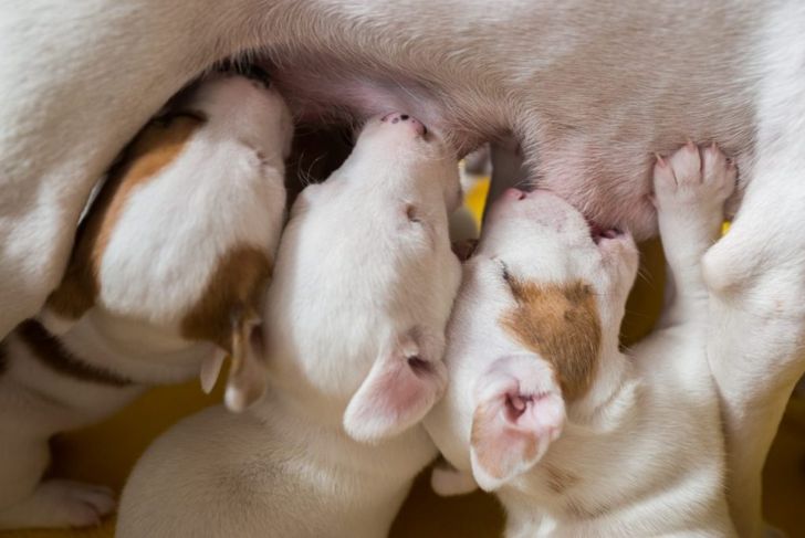 What is Mastitis in Dogs?