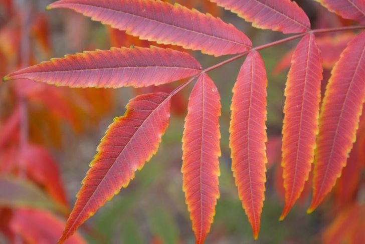 What Is Poison Sumac?