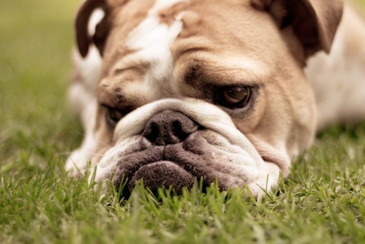 What is Pyoderma in Dogs and How is it Treated?