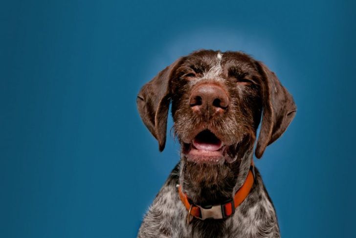 What is Reverse Sneezing in Dogs?