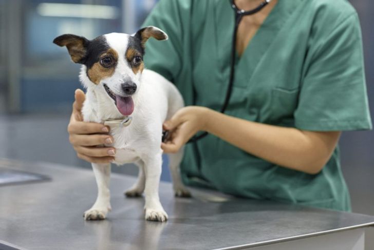 What is Ringworm in Dogs?
