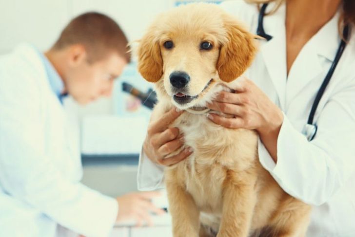 What is Ringworm in Dogs?