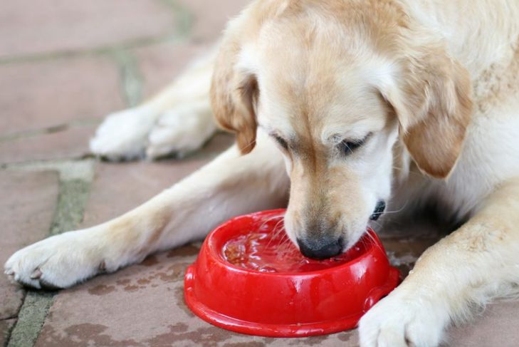 What Should Know About Kidney Failure in Dogs?