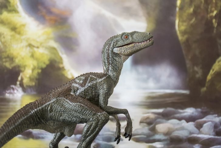 What Were Velociraptors?