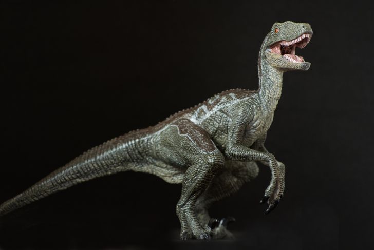 What Were Velociraptors?
