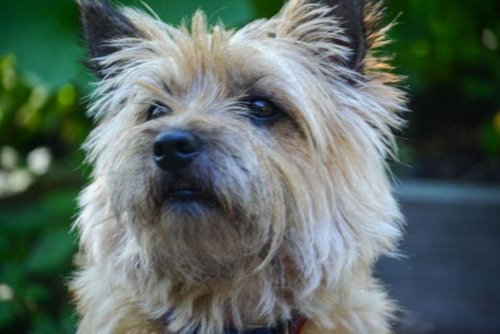 What You Need To Know About Cairn Terriers