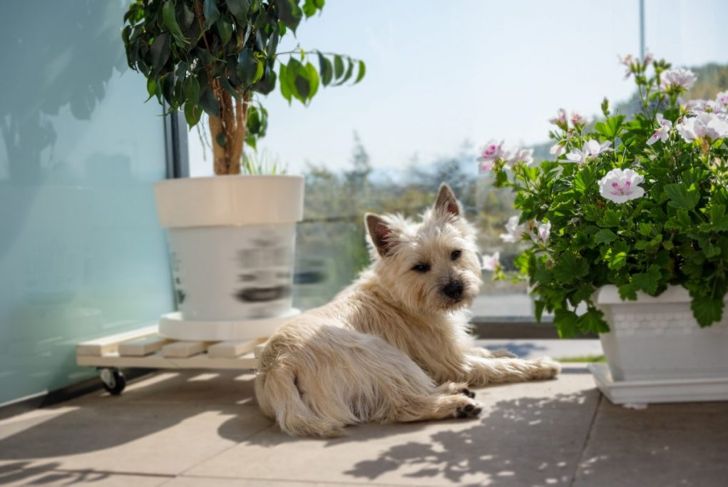 What You Need To Know About Cairn Terriers