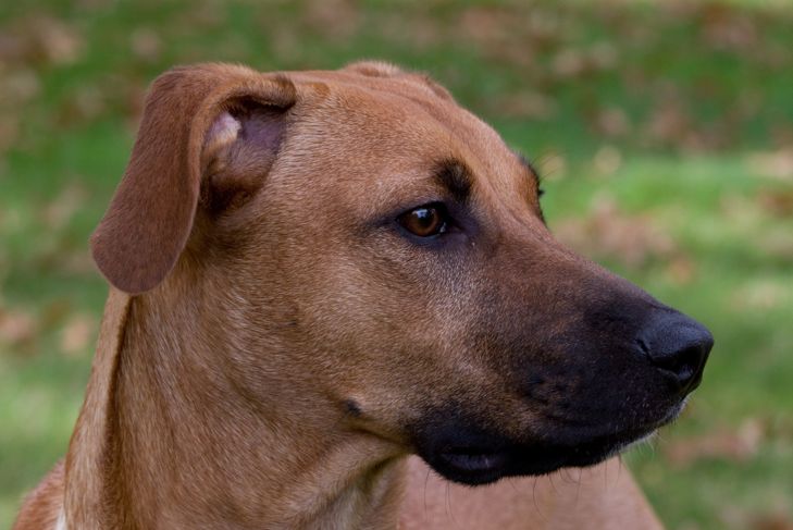 What You Should Know About the Black Mouth Cur