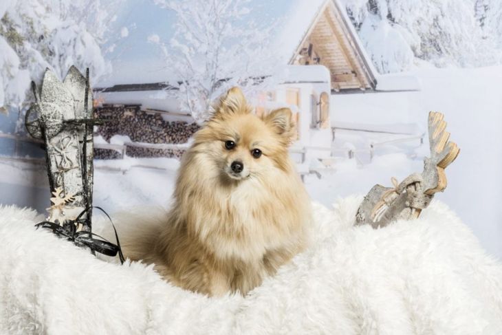 What's Good and Bad About German Pomeranians?