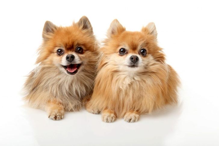 What's Good and Bad About German Pomeranians?