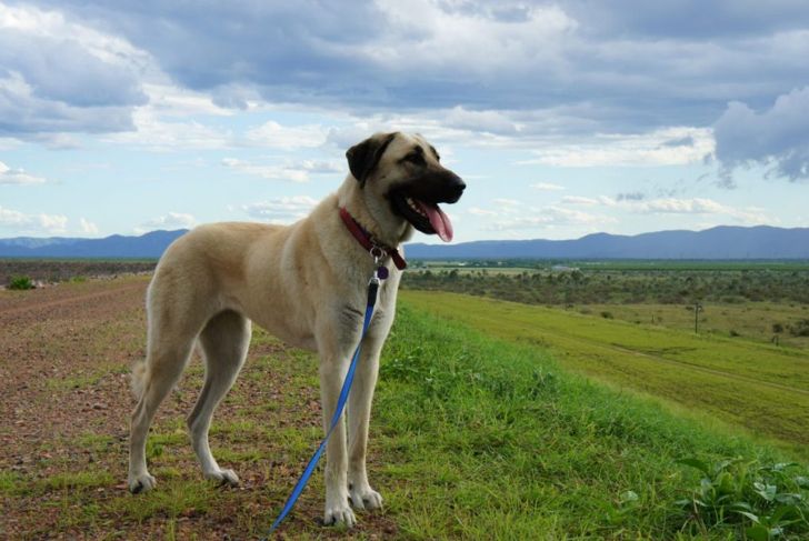Why an Anatolian Shepherd Could Be the Pet for You