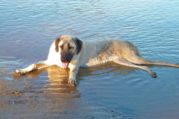 Why an Anatolian Shepherd Could Be the Pet for You
