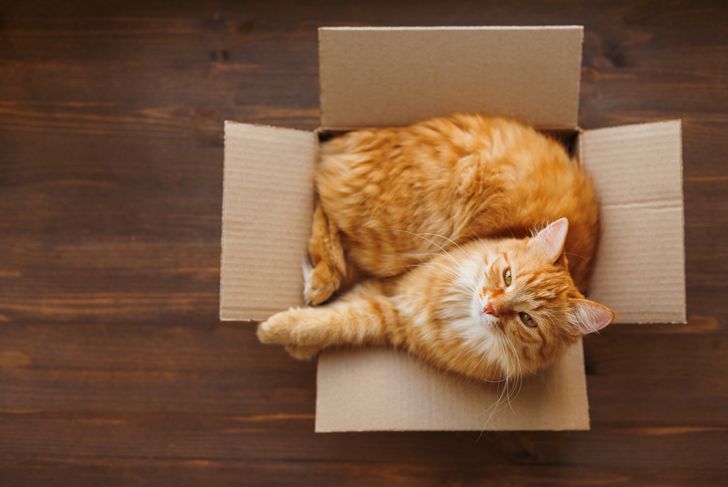 Why do Cats Like Boxes?