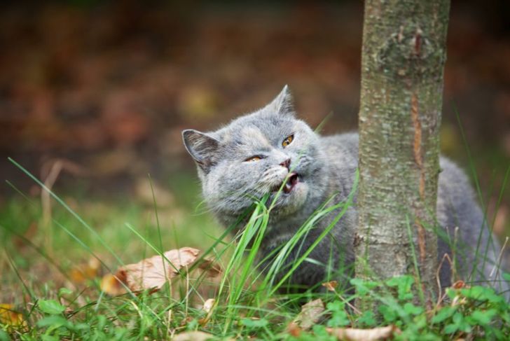 Why Do Cats Sneeze?