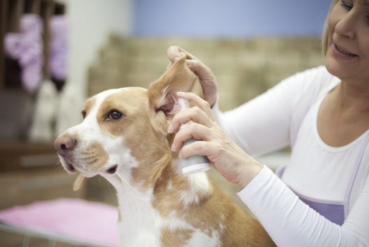 Why Do Dogs Get Yeast Infections in Their Ears?