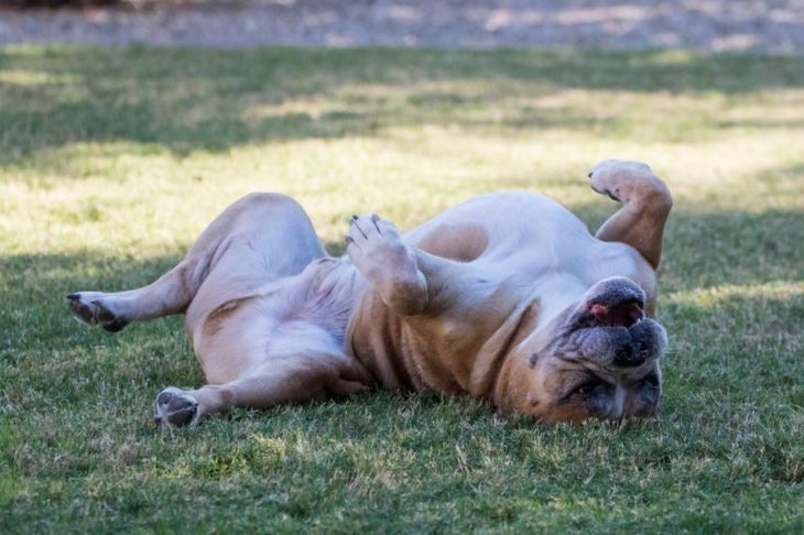Why Do Dogs Roll In Grass, Dirt and Smelly Things?