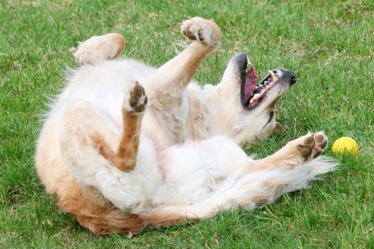 Why Do Dogs Roll In Grass, Dirt and Smelly Things?