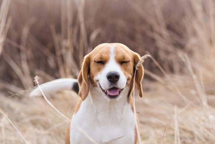 Why Do Dogs Sneeze?