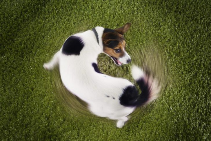 Why Do Dogs Wag and Chase Their Tails?